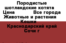 Породистые шотландские котята. › Цена ­ 5 000 - Все города Животные и растения » Кошки   . Краснодарский край,Сочи г.